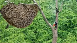 Ultimate Wild Hive Collection Showcasing Top Honey Bee Catching Skills from the Deep Jungle
