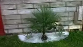 Niagara Falls Tropical Palm Tree/Bamboo garden Canada ✔🇨🇦