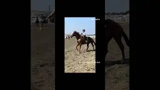 old memories #change #memories #horses