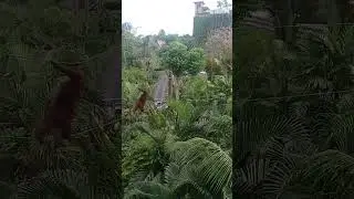 Orang Utan di Bali Zoo