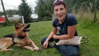 Training a German Shepherd that Chases Other Dogs!