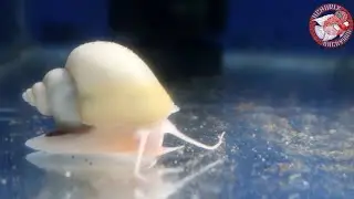 Apple snail | ano ang tulong nito sa aquarium