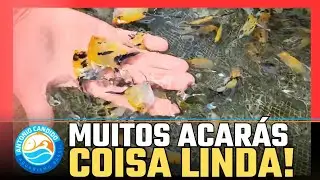 Criação de Acará Bandeira e Pão de Queijo em Patrocínio do Muriaé