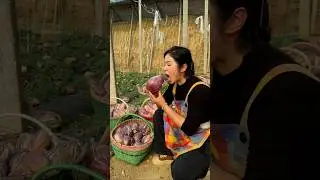 Amazing & Delicious Egg Fruit Harvesting | Fresh Fruit With Rural Farmer #shorts #youtubeshorts