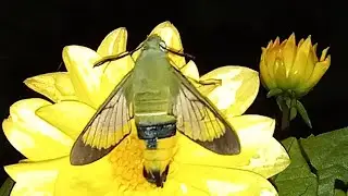 Gardenia bee hawkmoth