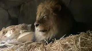 Senior Lions Get Special Care In Their Golden Years