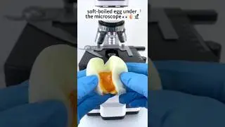 Soft Boiled Egg Under the Microscope 🔬#microscopevideo #shortsfeed