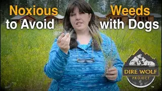 Noxious Weeds to Avoid with Dogs