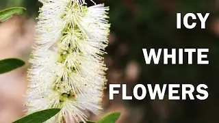 Icy Burst - Callistemon