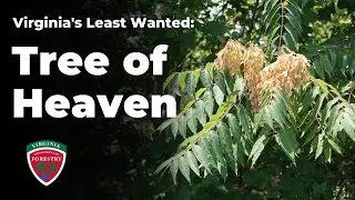 Virginia's Least Wanted: Tree of Heaven
