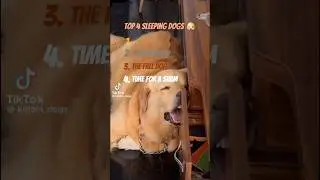 Top Sleeping dog moments 😂😂😂 #shorts