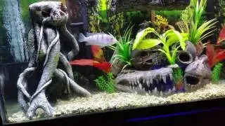 Turtle tank African ciclids miniature pinscher