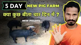 5th day review new piglets new pig farm || पांचवां दिन का अनुभव || New Pig Farm Review🔥