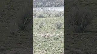 Varmint Hunting.  22 mag varmint hunt.  Bergara BMRx 22 mag.  Winchester Supreme 34gr HP 22 WMR