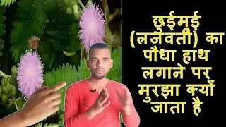 छुईमुई के पौधे को हाथ लगाने पर क्यों सिकुड़ जाता है | Chhuimui | Lazwati | Hand | AC Prashant