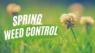 Spring Lawn Tips | Weed Control