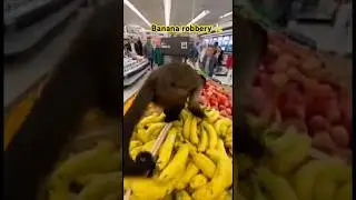 Monkey steals banana form grocery shop 🐒 #viral #shortsfeed #trending #monkey #banana
