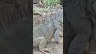 #dragons #lizards #greenisland #exoticcreatures #caribbean