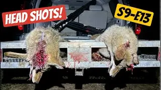 Неудержимые койоты! | 9 сезон - 13 серия