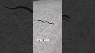 Is it a stick or snake?