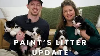 Paint's F1 Mini Bernedoodle Puppies | Litter Update!