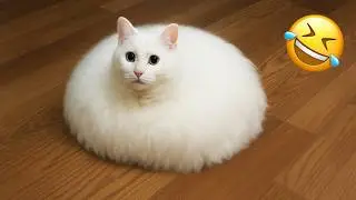 You Laugh You Lose 😹 Funniest Cats and Dogs 2026🤣