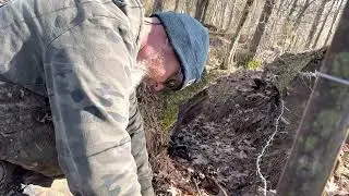 Setting a Bridger 3&rdquo; trap for coyotes