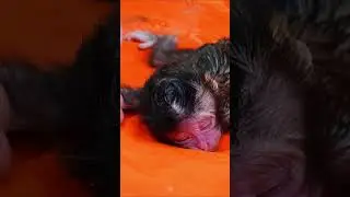 Rescue poor newborn baby monkey mom pass away after gave a birth