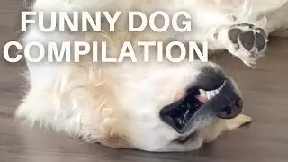Dog Has Big Personality | Silly and Funny Golden Retriever Compilation