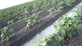 Roy's irrigation of cotton in Australia