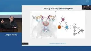 25 Gáspár Jékely - Embodied cognition in miniature brains and bodies of marine zooplankton