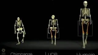 Comparaison entre l''homme et les autres singes -  Horia, Dimitrios, Joris
