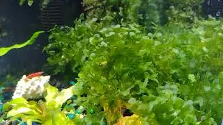 Subwassertang (fresh water seaweed-like fern)