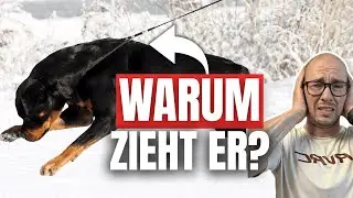 Hund zieht an der Leine = Mangelnder Gehorsam?