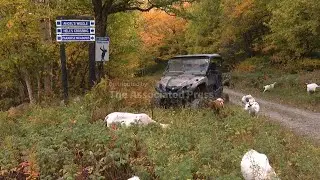 Livestock landscaping: Vermont ski area employs goats and sheep to clear slopes