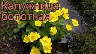 Калужница болотная (caltha palustris) 🌿 болотная калужница обзор: как сажать, рассада калужницы