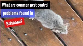 Pest Control in Brisbane