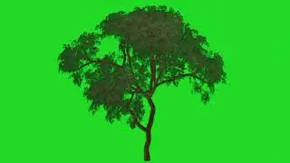 🌳amazing tree animation green screen🟢 videos🎥