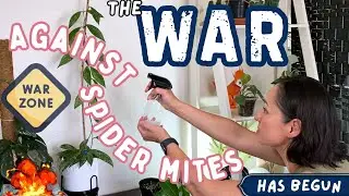 I was shocked by what I found on all these plants! The spider mites have infiltrated my home. 🕷️🕸️