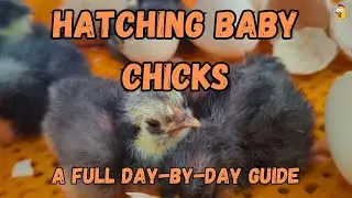 Hatching Baby Chicks: Day-By-Day Guide