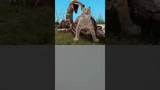 Can a Turtle Take Off Their Shell#duet #turtleshell#youtubesshorts