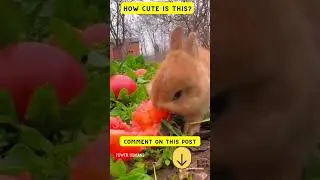 Cute baby animals Videos Compilation cute moment of the animals #cuteanimals