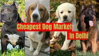 Cheapest Dog Market in 2023 | Dog Market in Delhi | GPY DOG KENNEL|