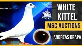 Amazing White Kittel Racing Pigeon Of Andreas Drapa For Sale In M And C Pigeons Auction