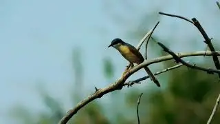 ashy prinia song