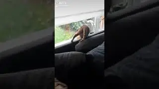 Lekker vechten jonge