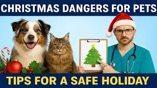 Christmas Pet Safety Guide: Toxic Foods & Holiday Hazards (Vet Advice)