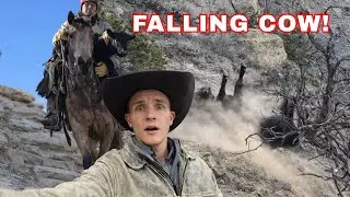 Desert Cattle Drive (Gone Wrong!)
