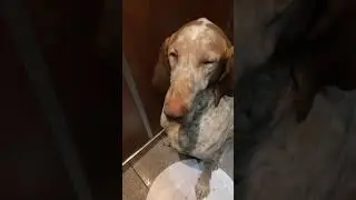 Italian Pointer MEADOW in the elevator after the pack walk