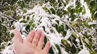 @ satpal ( jaunsari) इतना सुंदर नजारा है अगर किसी को आना है तो हमसे संपर्क करें ......🌨️🫶